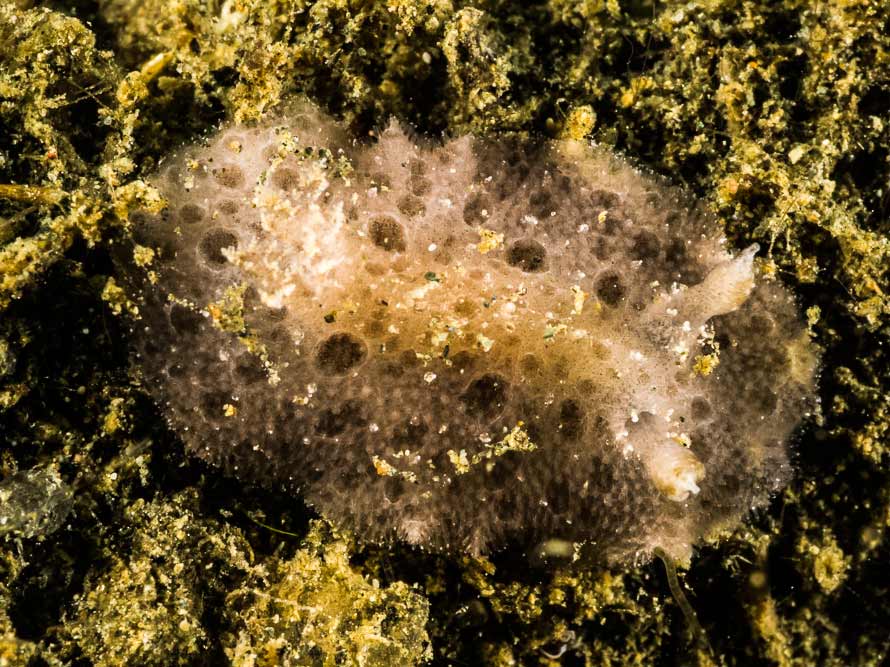 Discodoris sp. C